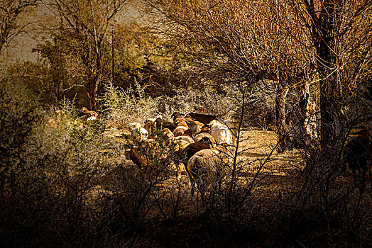 新疆,树林,秋色,晨光,羊群