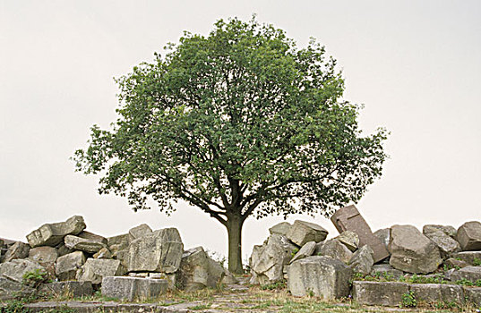 一棵树,石头