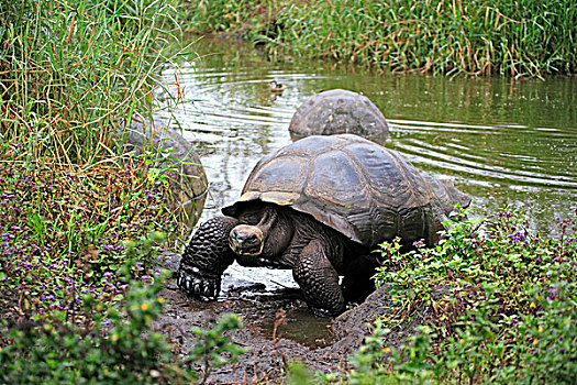 加拉帕戈斯,龟,加拉帕戈斯象龟,成年,水,加拉帕戈斯群岛,厄瓜多尔,南美
