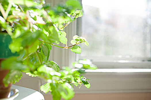 植物,窗