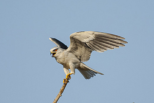 鸢,伦滕波尔国家公园,印度