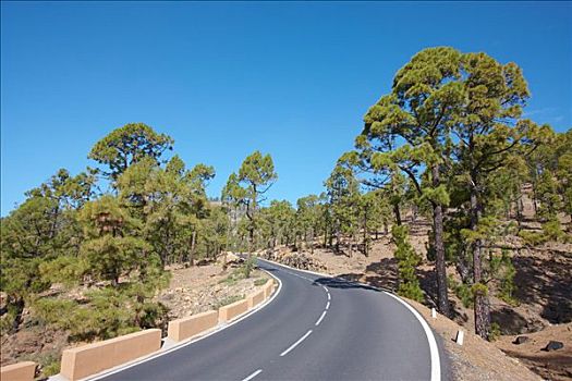 乡间小路,松林,特内里费岛,西班牙