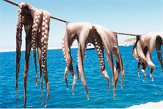 章鱼,弄干,太阳,纳克索斯岛,希腊