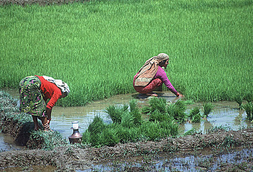 移植,稻米,地点,靠近,波卡拉,尼泊尔