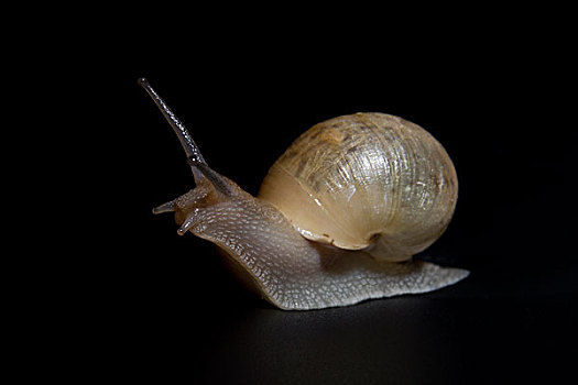 缓慢爬行的蜗牛