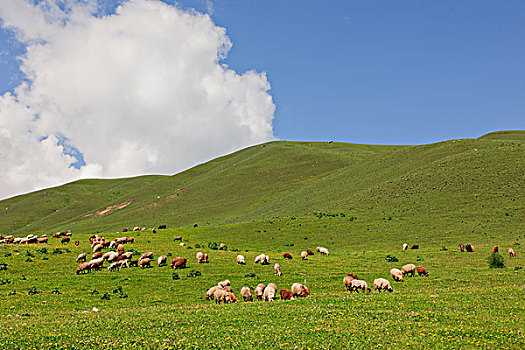 新疆天山伊犁草原牧场