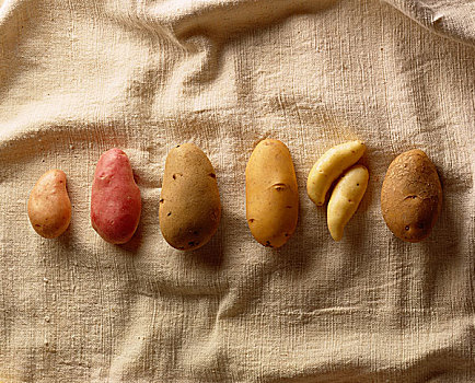 品种,土豆