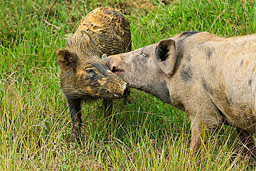 猪,乡村,巴布亚岛,印度尼西亚,大幅,尺寸