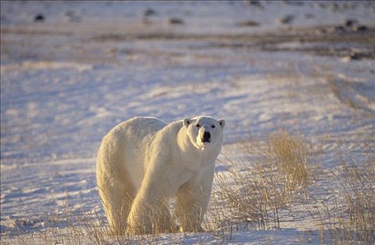 北极熊,站立,苔原,草,靠近,哈得逊湾,加拿大