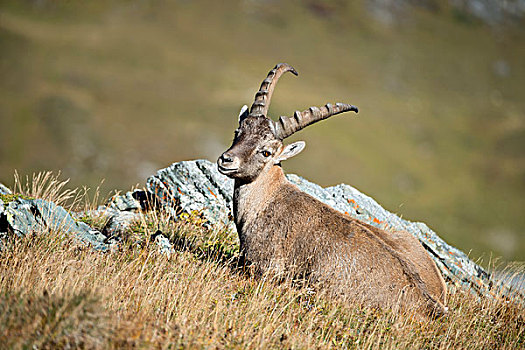 阿尔卑斯野山羊,雄性,草地,高,陶安,国家公园,卡林西亚,奥地利,欧洲