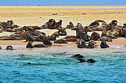 岬角,毛皮,海豹,褐色,沙子,堤岸,靠近,湾,埃龙戈区,纳米比亚,非洲