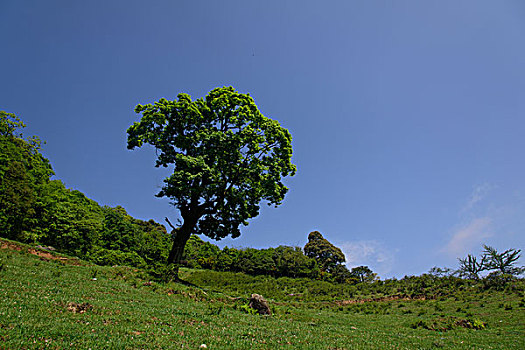 一棵树