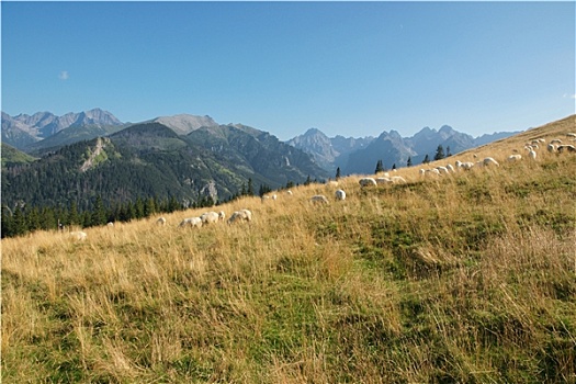 绵羊,山地牧场