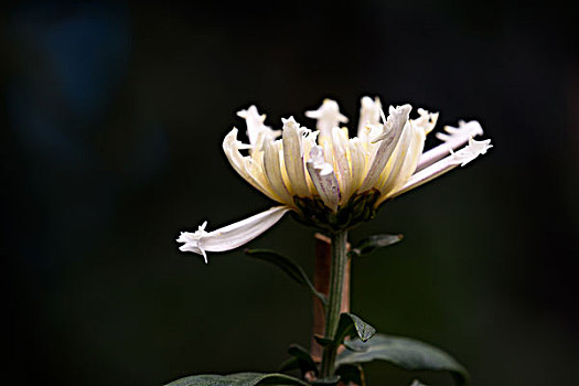 菊花特写