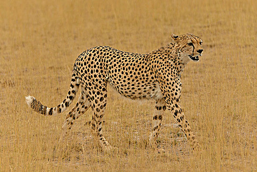 印度豹,猎豹,雄性,安伯塞利国家公园,裂谷省,肯尼亚,非洲