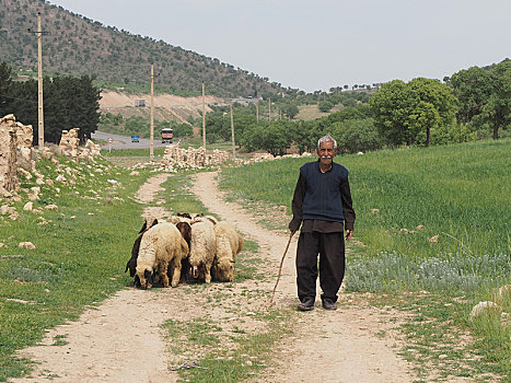 牧羊人,绵羊,扎格罗斯山脉,伊朗,亚洲