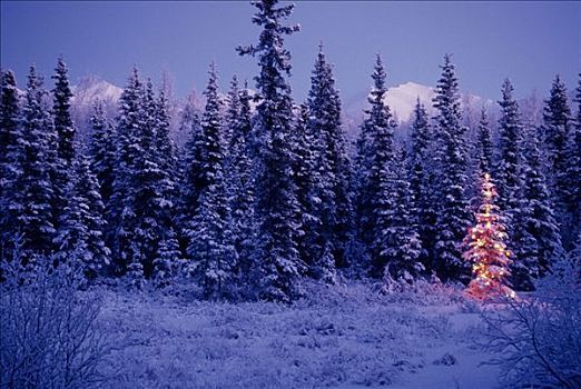 灯光,圣诞树,树林,雪,楚加,冬天