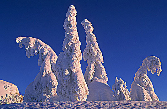 灵异,树,冬天,攀升,省立公园,北温哥华,不列颠哥伦比亚省,加拿大