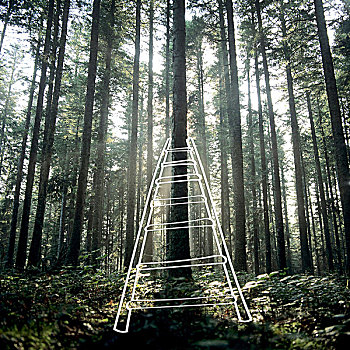 梯子,树林