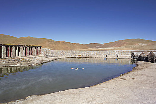 游泳池,温暖,水,间歇泉,佩特罗,阿塔卡马沙漠,安托法加斯塔大区,智利,南美