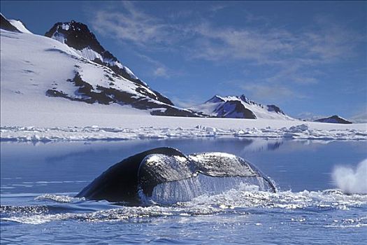 驼背鲸,游动,冰,海岸线,冬天,合成效果