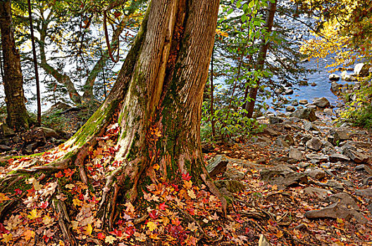 老,树,河,堤岸,秋天,阿尔冈金,安大略省,加拿大