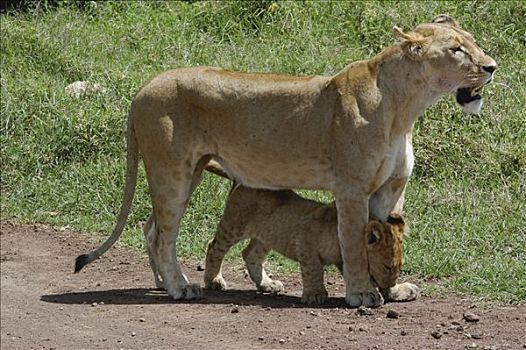 雌狮,塞伦盖蒂国家公园,坦桑尼亚,非洲