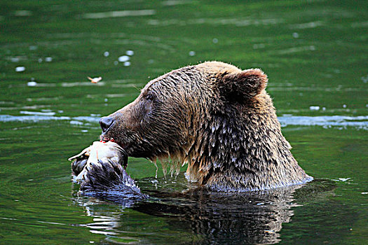 大灰熊,棕熊,新鲜,抓住,粉色,三文鱼,驼背,大熊雨林,不列颠哥伦比亚省,加拿大