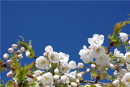 白色,樱花,蓝天