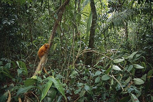 金毛狮狨,金狮面狨,濒危物种,大西洋,树林栖息地,里约热内卢,巴西
