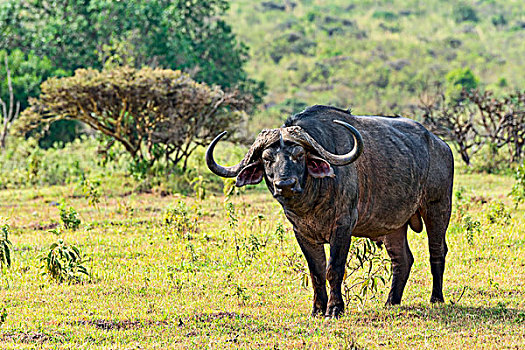 南非水牛,阿鲁沙,坦桑尼亚,非洲