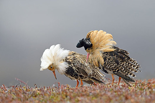 两个,毛领鸽,流苏鹬,展示,婚礼,羽毛,半岛,挪威,欧洲
