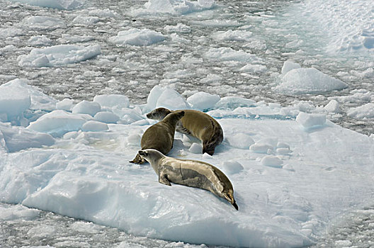 南极,南极半岛,雷麦瑞海峡,食蝦海豹,食蟹海豹