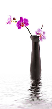 兰花,黑色,花瓶