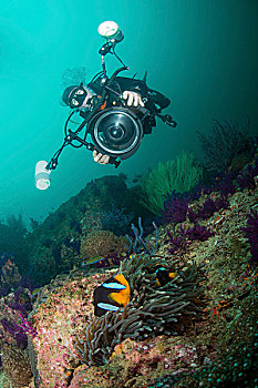 水下,摄影师,捕获,照相,黑色,橙色,葵鱼