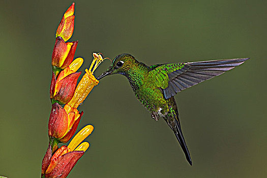 进食,花,飞,自然保护区,西北地区,厄瓜多尔