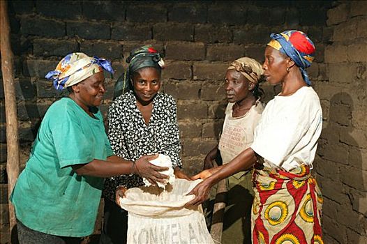 女人,产生,木薯,喀麦隆,非洲