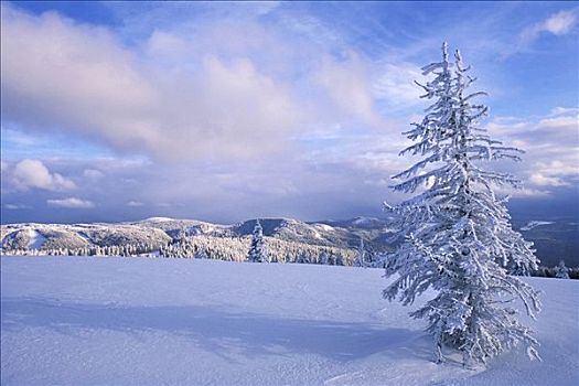 积雪,山,树,黑森林,后面,孤单,地点,巴登符腾堡,德国