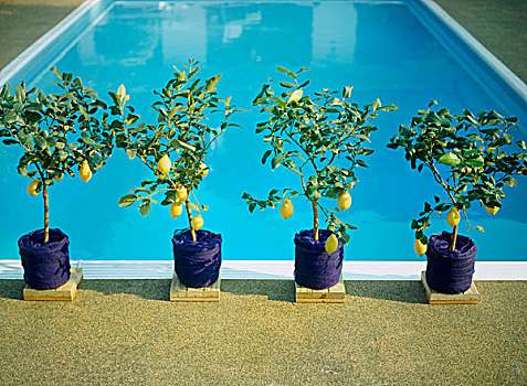 柠檬树,锅,边缘,游泳池
