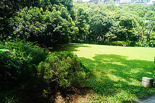 公园绿色植物树木草坪景观