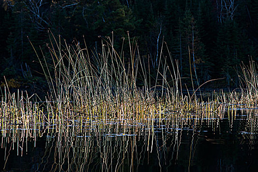 芦苇,湖,木头,安大略省,加拿大