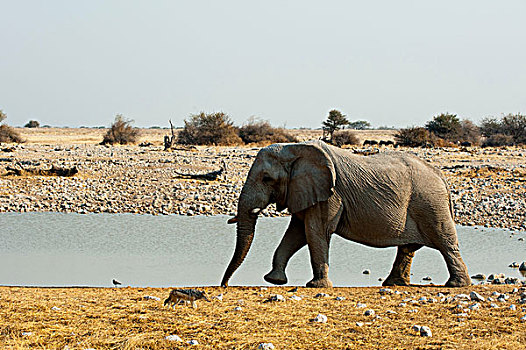 非洲象,埃托沙国家公园,纳米比亚