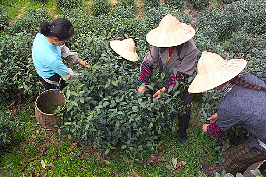 正在采茶的杭州茶农