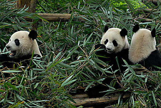 三个,巨大,熊猫,研究,饲养,中心,吃,竹子,叶子,成都,四川,亚洲