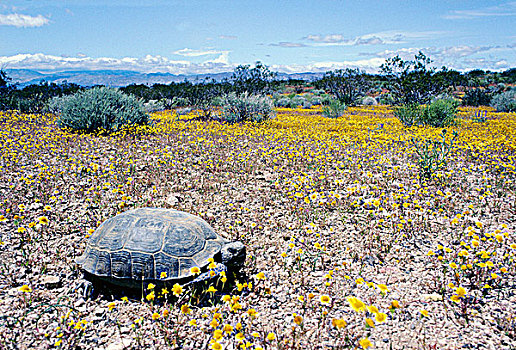 成年,沙漠,龟,觅食,莫哈维沙漠,南加州,美国