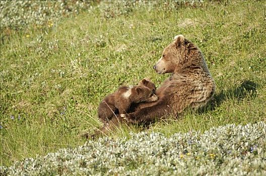 棕熊,母熊,吸吮,幼兽,德纳里峰国家公园,阿拉斯加,美国