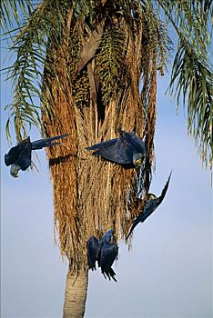 紫蓝金刚鹦鹉,鹦鹉,棕榈树