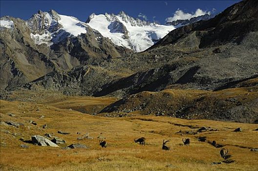 放牧,阿尔卑斯野山羊,羱羊,阿尔卑斯山,大帕拉迪索国家公园,意大利,欧洲