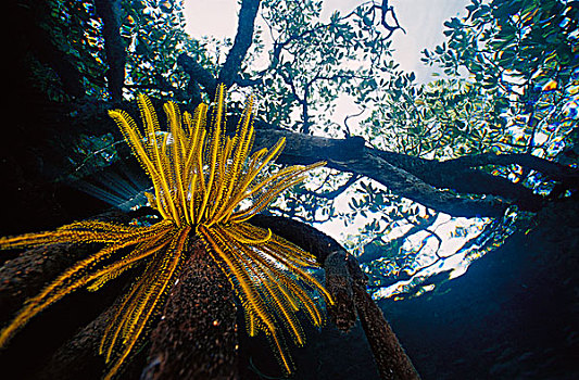 毛头星,红树林,根部,印度尼西亚
