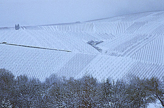 葡萄园,雪地,莱茵高地区,德国